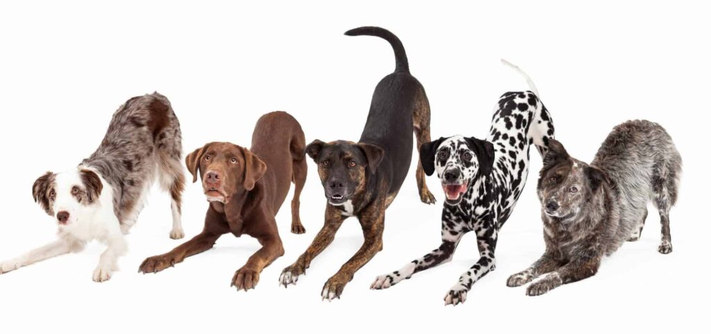 Bowing dogs show body language of happy, playful dogs. Pictured Australian Shepherd, Chocolate Labrador Retriever, and Dalmatian.