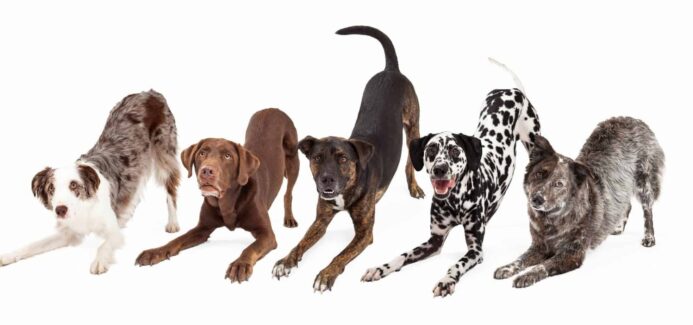 Bowing dogs show body language of happy, playful dogs. Pictured Australian Shepherd, Chocolate Labrador Retriever, and Dalmatian.