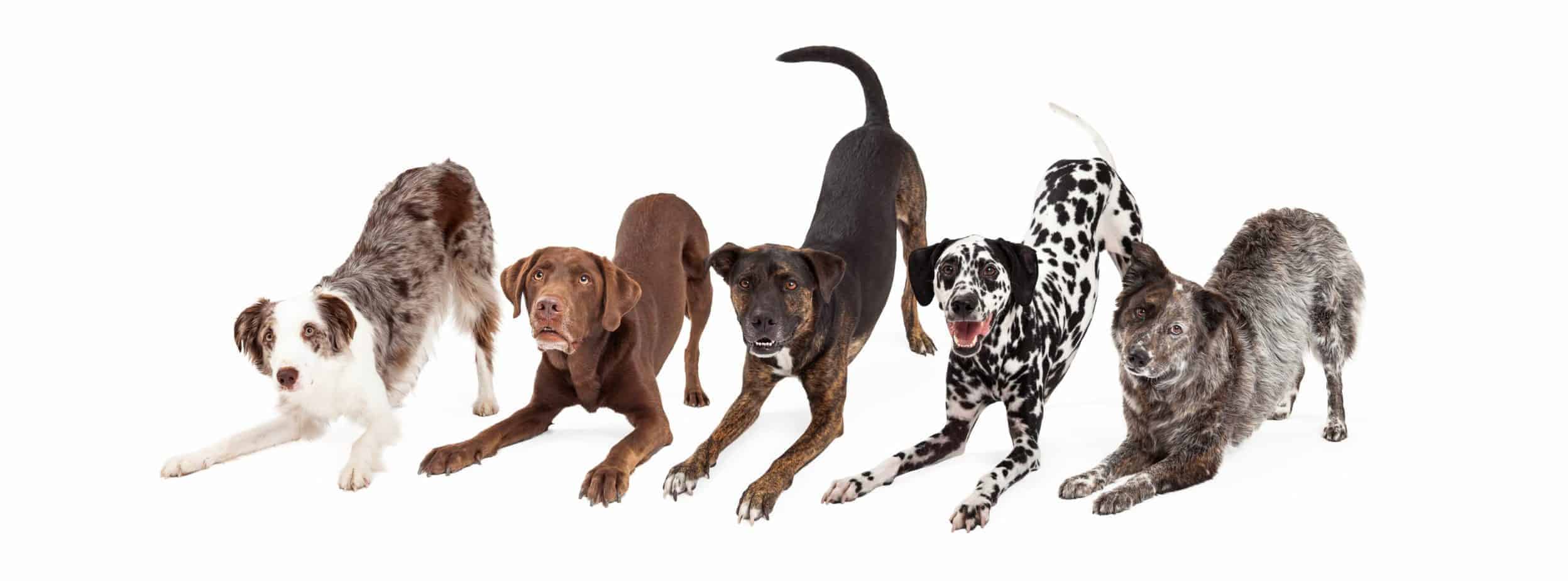 Bowing dogs show body language of happy, playful dogs. Pictured Australian Shepherd, Chocolate Labrador Retriever, and Dalmatian.