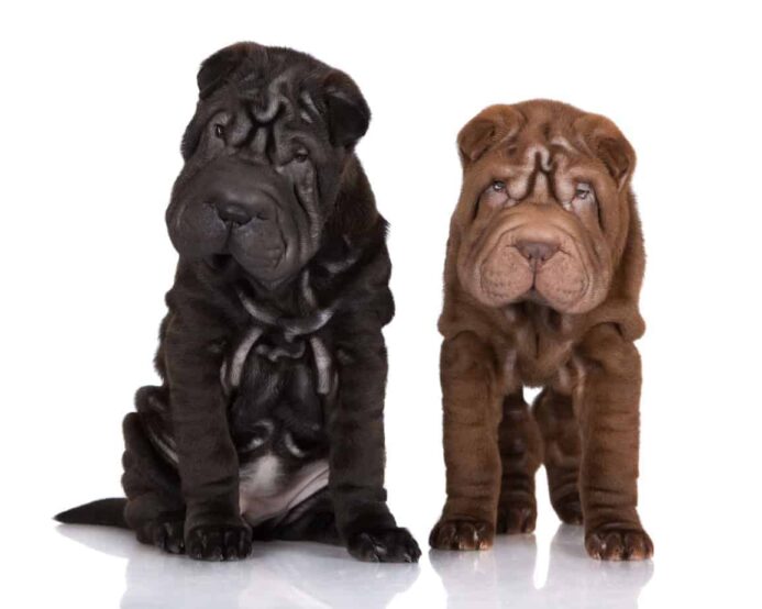 Shar-Pei dogs black and chocolate.