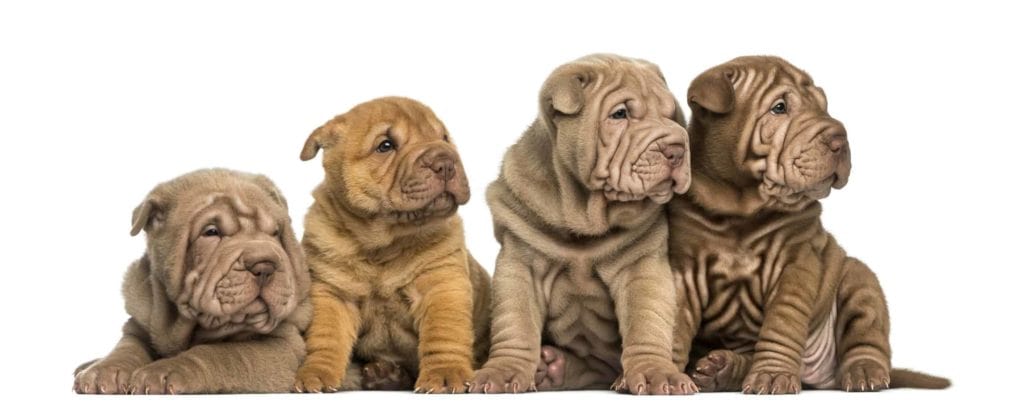 Shar-Pei puppies display the breed's distinctive skin folds, which make the pups look old and wise beyond their years.