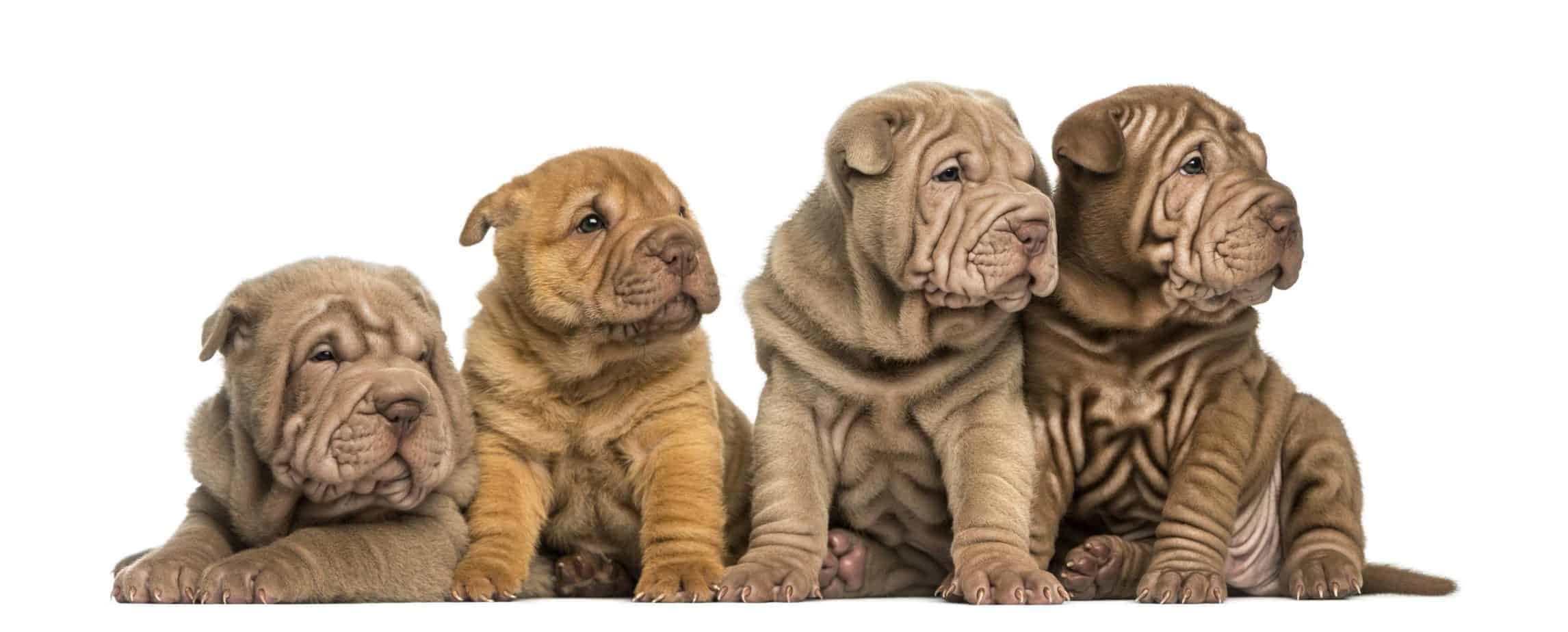 are shar peis good apartment dogs