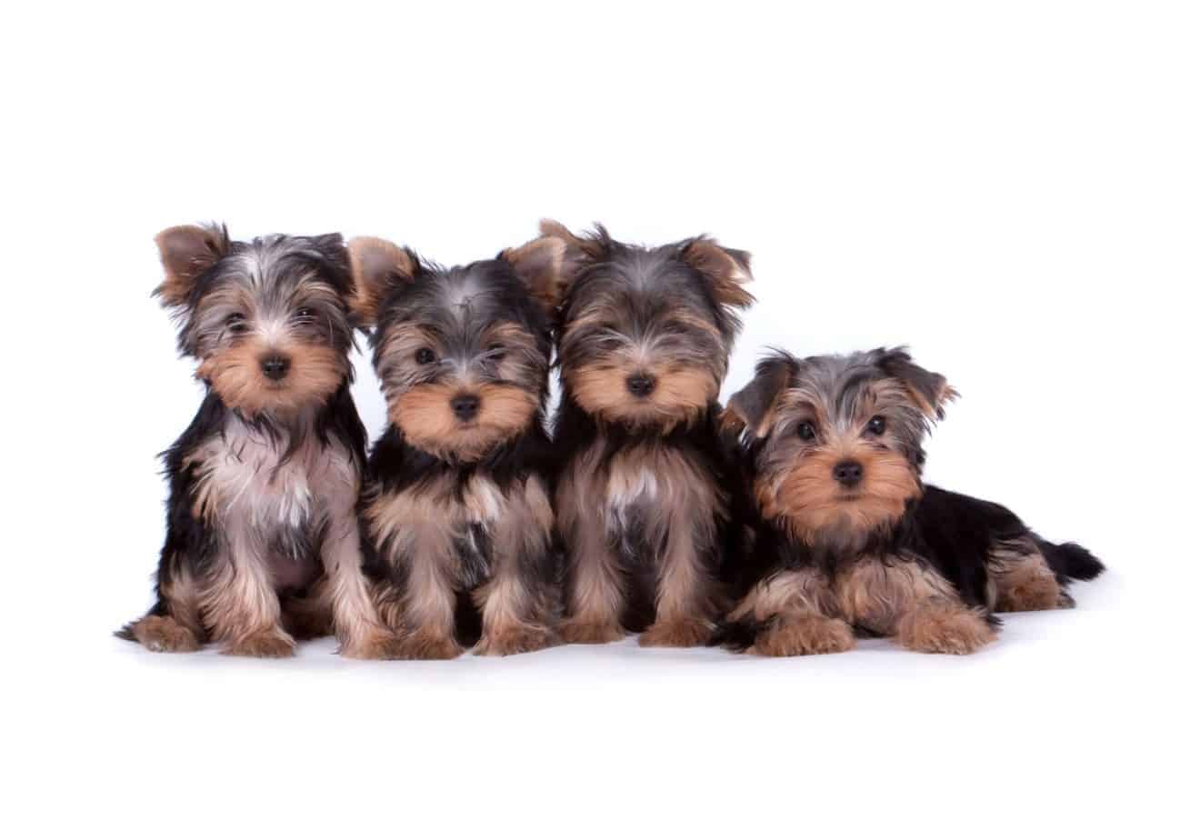 what color are yorkie puppies when they are born