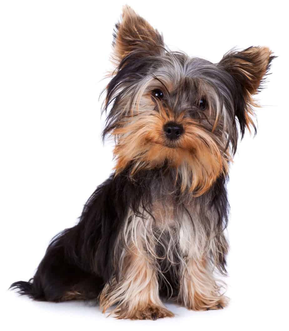 can yorkies be white