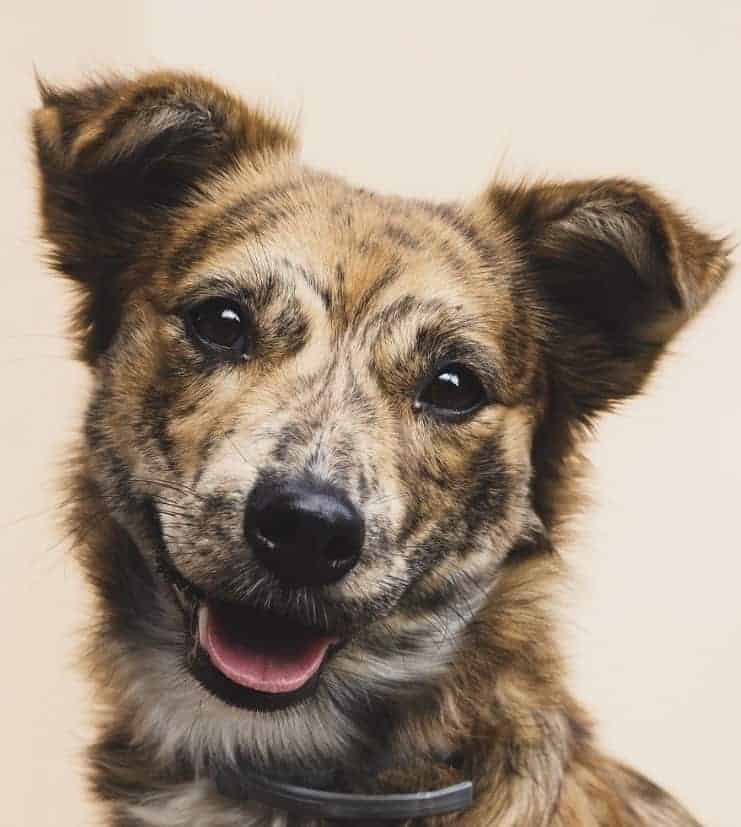 Differences between classical and operant conditioning