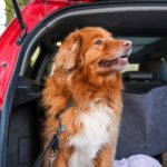 Golden retriever sits in back of SUV. Follow basic road trip safety tips. Help your dog get used to your vehicle, conduct the necessary maintenance, and invest in the essentials.