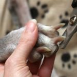 To make nail trimming easier, sedate your pup and use a good pair of nail clippers. There is no need to spend money paying a groomer or your vet.