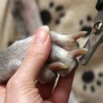 To make nail trimming easier, sedate your pup and use a good pair of nail clippers. There is no need to spend money paying a groomer or your vet.