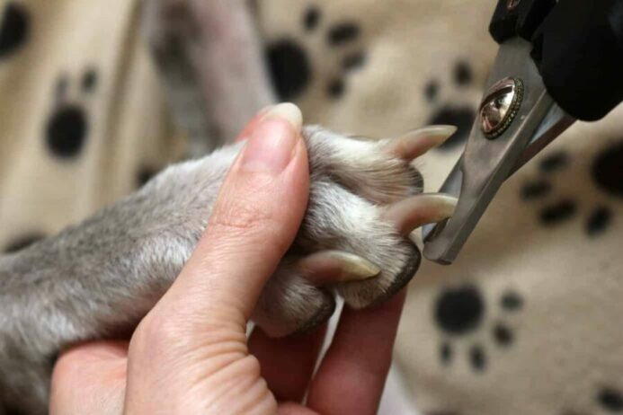 Sedate pup and use a good pair of dog nail clippers for dog grooming.