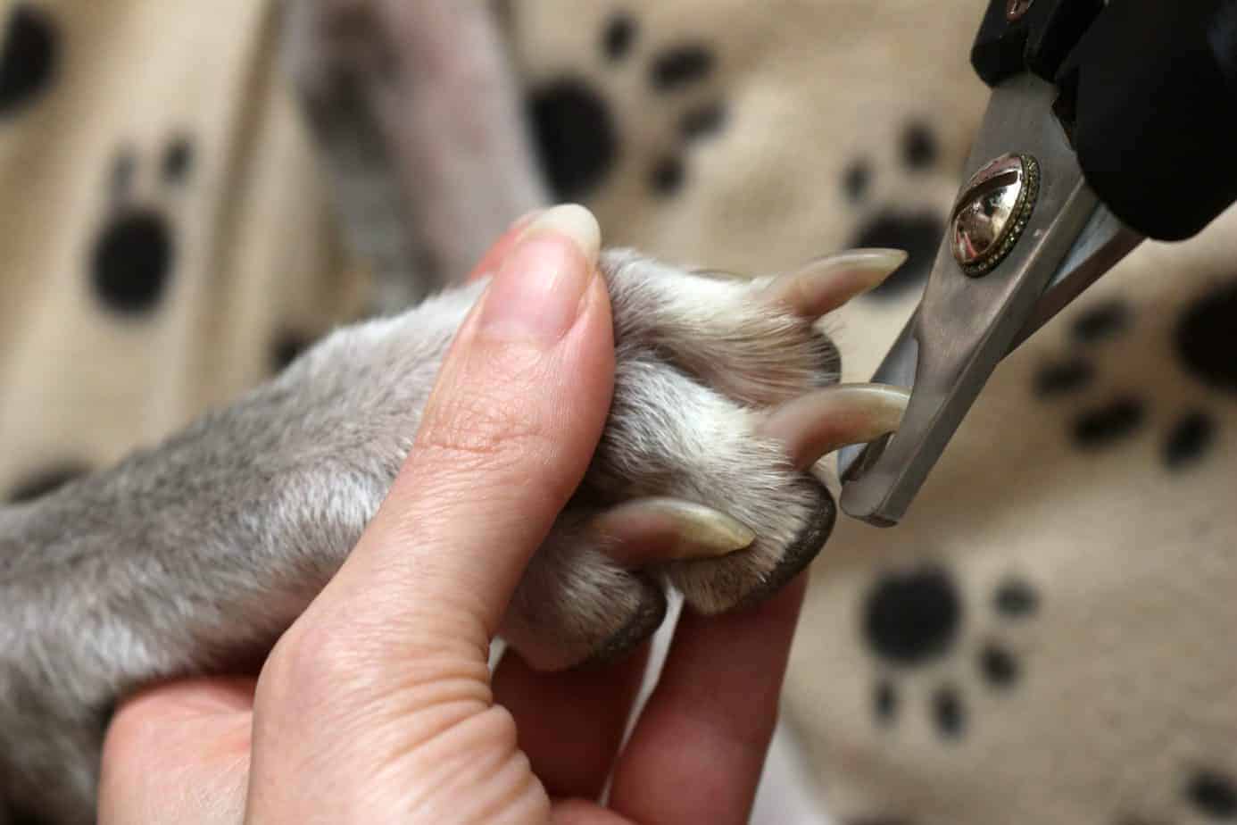 dog nail clippers scaled