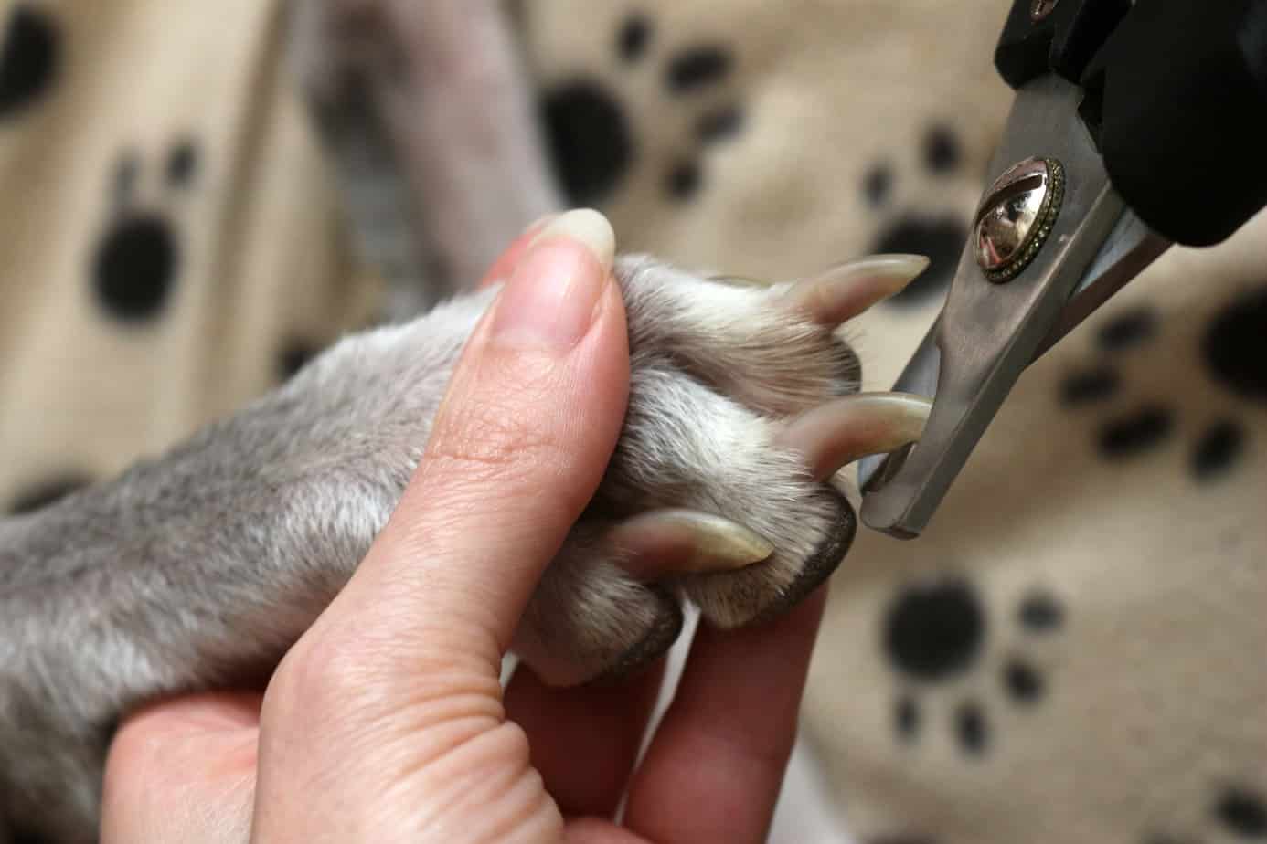 Dog Nail Clippers 