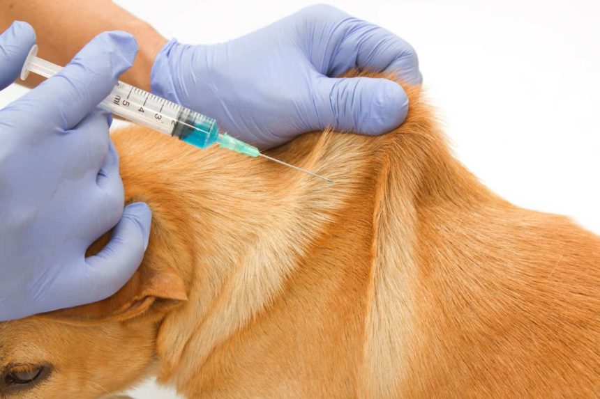 Dog vaccines are injected in the scruff of the neck.