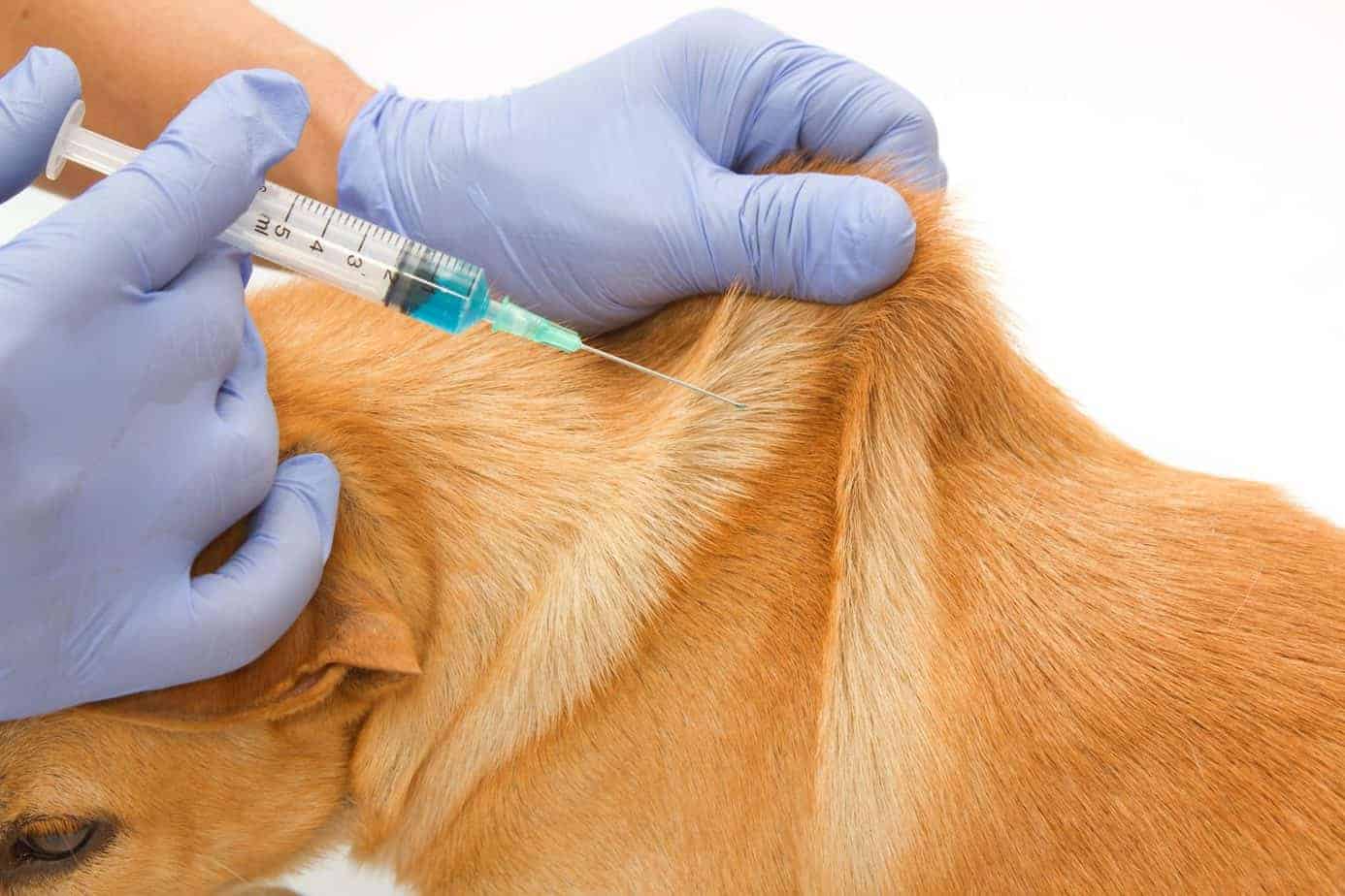 Dog vaccines Rabies, Parvo, Distemper, and more