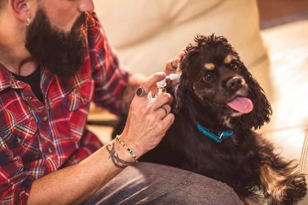 Man cleans Cocker Spaniel's ears. Ear mites and yeast infections can be painful for your pup. If you notice gunk in your dog's ears, visit your veterinarian right away.