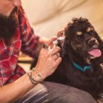 Man cleans Cocker Spaniel's ears. Ear mites and yeast infections can be painful for your pup. If you notice gunk in your dog's ears, visit your veterinarian right away.