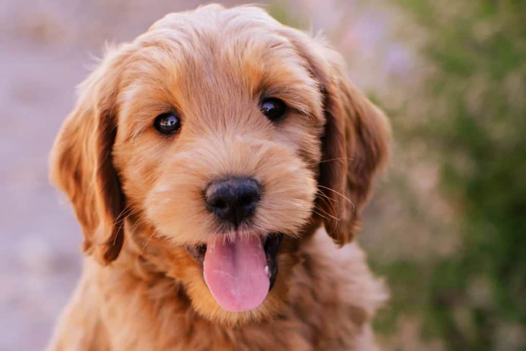Happy golden doodle puppy. Best pets with personality: Choose a pet with attitude. Options to consider include Goldendoodle, pit bull, Maine coon cat, or Norwegian Forest Cat.