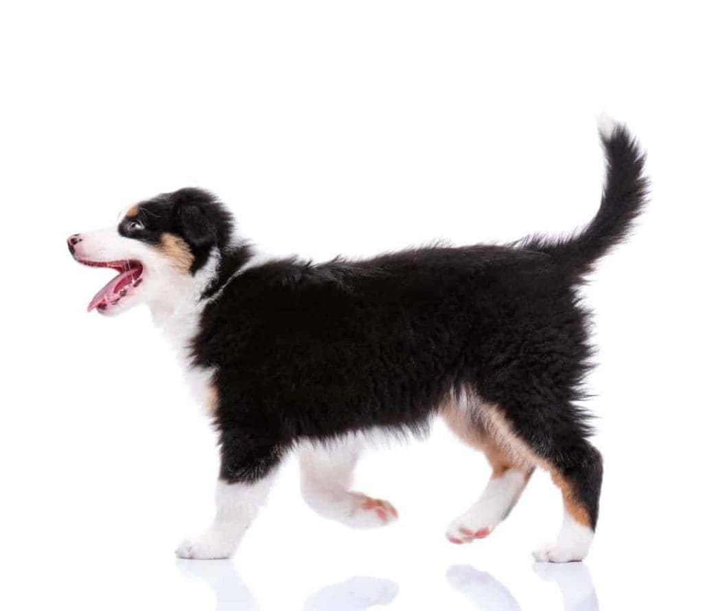Happy Australian Shepherd puppy holds its fluffy tail high. Canines communicate using body language and a dog tail message can convey anything from happiness and confidence to fear and aggression.
