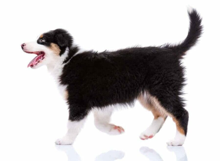Happy Australian Shepherd puppy holds its fluffy tail high. Canines communicate using body language and a dog tail message can convey anything from happiness and confidence to fear and aggression.