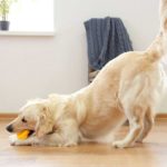 Golden retriever bows down with his fluffy tail high in the air. Learning how to read dog tails is key to successfully communicating with your dog.