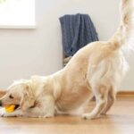 Golden retriever bows down with his fluffy tail high in the air. Learning how to read dog tails is key to successfully communicating with your dog.