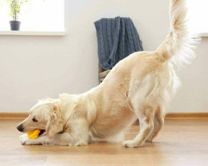 Golden retriever bows with his fluffy tail high in the air. 