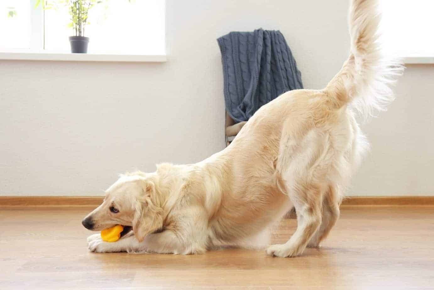 how to trim golden retriever tail feathers
