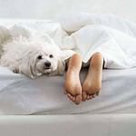 Maltese dog snuggles next to a little girl's feet. Place a sheet or towel on the area where your dog likes to sleep. Shake it outside every morning and wash it periodically to get rid of the fur. This will help keep your mattress clean by preventing the fur from getting into your sheets and mattress.