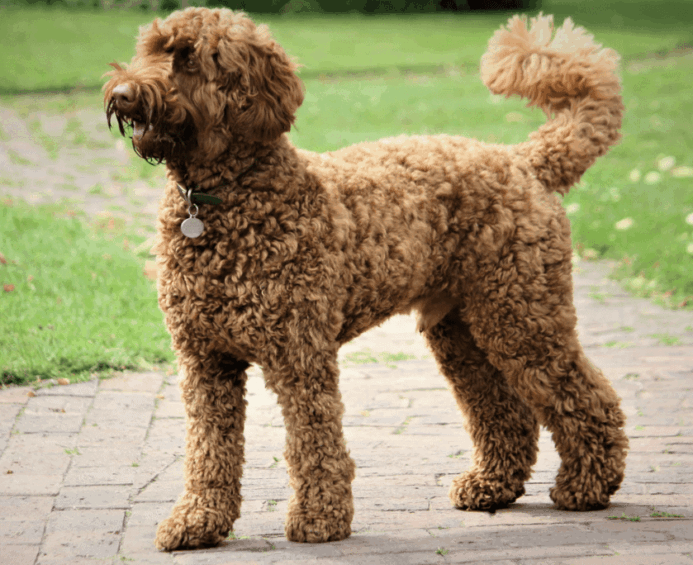 TheLabradoodle comes in SEVERAL coat colors including brown.