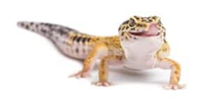 Leopard gecko on white background. Lizards and dogs can get along. Bearded dragons, leopard geckos, and blue-tongued skinks can become great friends for your canine companion.