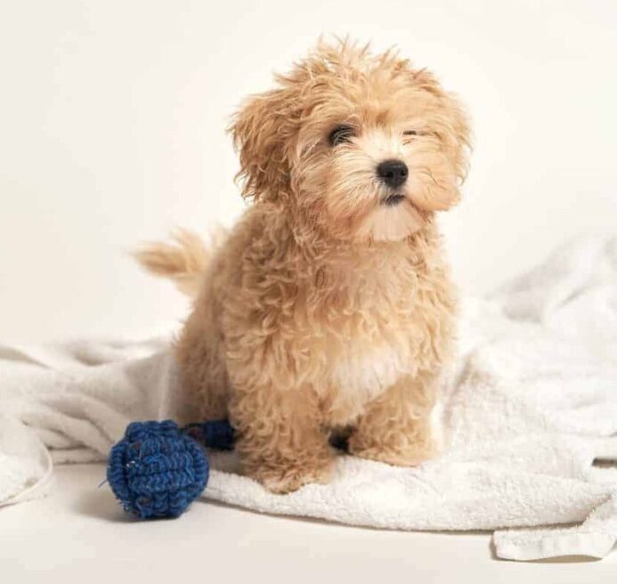 Buff-colored Maltipoo puppy sits on a blanket on a white background. The Maltipoo, a Poodle and Maltese crossbreed, requires physical activity and mental stimulation.
