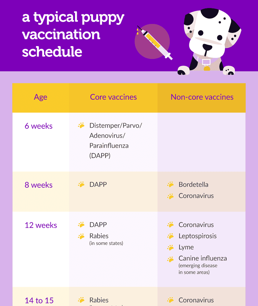 Dog vaccines: Rabies, Parvo, Distemper, and more