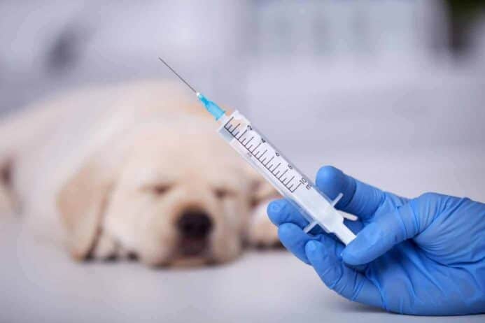 Veterinarian prepares to give puppy vaccines.
