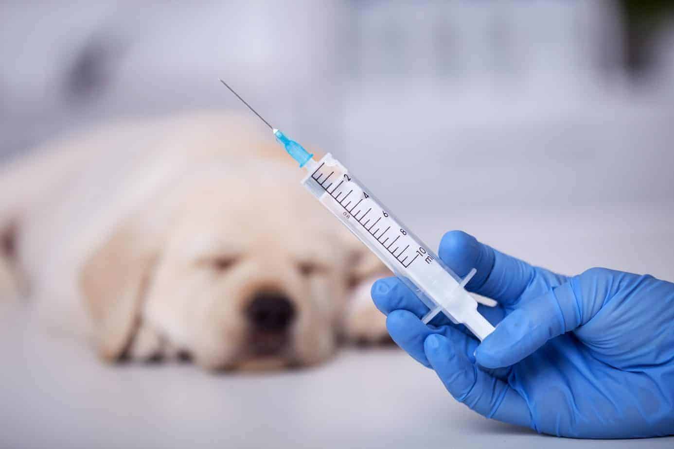 Dog vaccines Rabies, Parvo, Distemper, and more