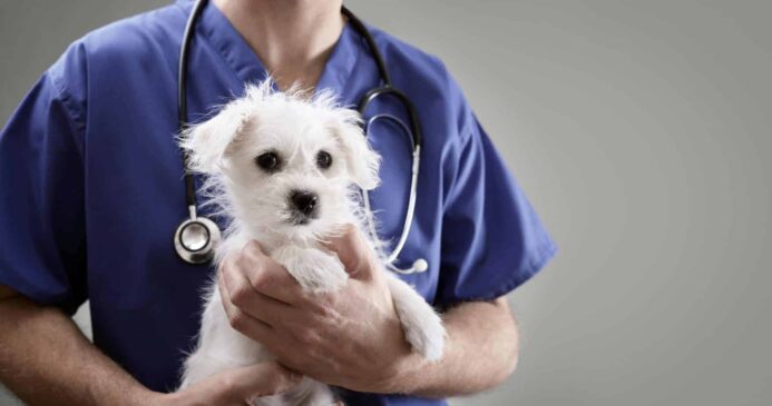 Male vet holds Maltese puppy. Illustration for post on determining the right time to neuter your dog.