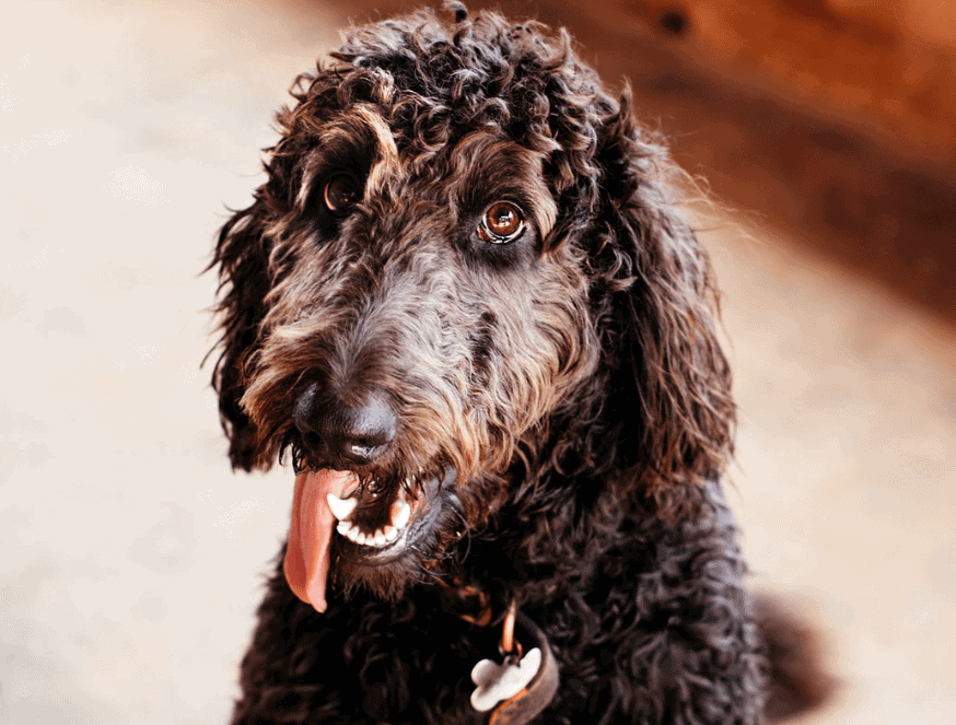 Happy Sheepadoodle. The German Shepherd and Poodle blend is becoming popular as owners search for larger doodle dog breeds.