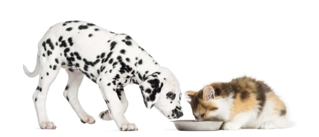 Dalmatian puppy approaches the cat eating from his bowl. The most effective method to stop cats from eating dog food is to limit access. Stop free-feeding, feed at the same time, automatic pet feeders.