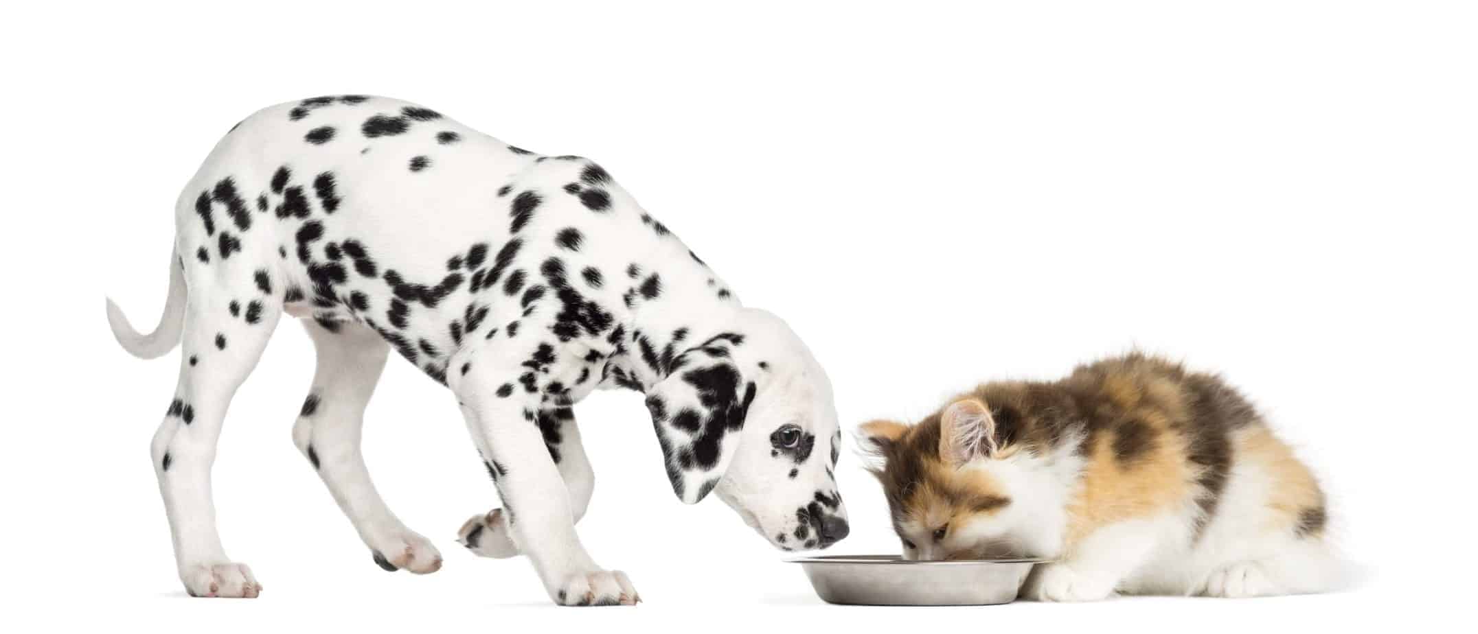 Stop cats from eating dog food: Eliminate access, use automatic feeders