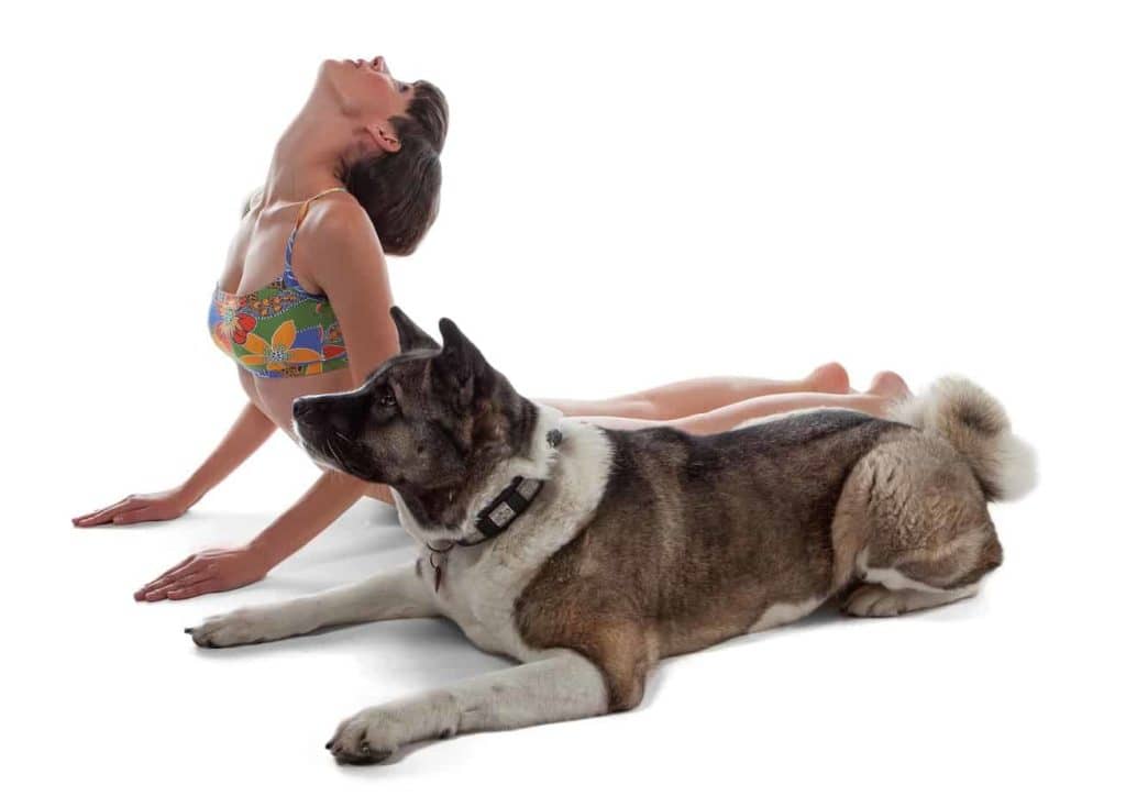 Akita sits near woman doing a yoga stretch. Workout with your dog so you both stay happy and healthy.
