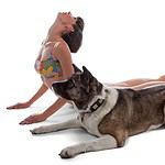 Akita sits near woman doing a yoga stretch. Workout with your dog so you both stay happy and healthy.