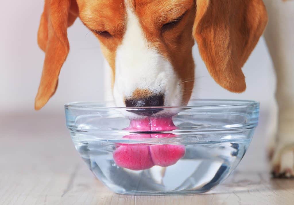 Beagle drinks water out of a glass bowl. Make tap water safe for pets by using a water filtration system.