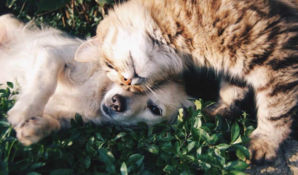 Dog and cat snuggle. Proper dental care for our pets includes brushing their teeth at home and taking them to a veterinarian for professional dental check-ups.
