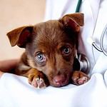 Veterinarian holds sick puppy. Unusual dog behaviors like head pressing, pacing, excessive thirst, change in eating habits, or sudden aggression are signs to take your dog to the vet.