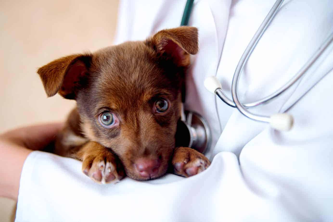 when should i take my sick dog to the vet