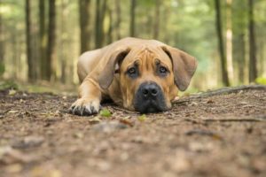 The Elite Boerboel dog breed, also known as South African Mastiff, is a loyal dog known for protecting their homes and families.
