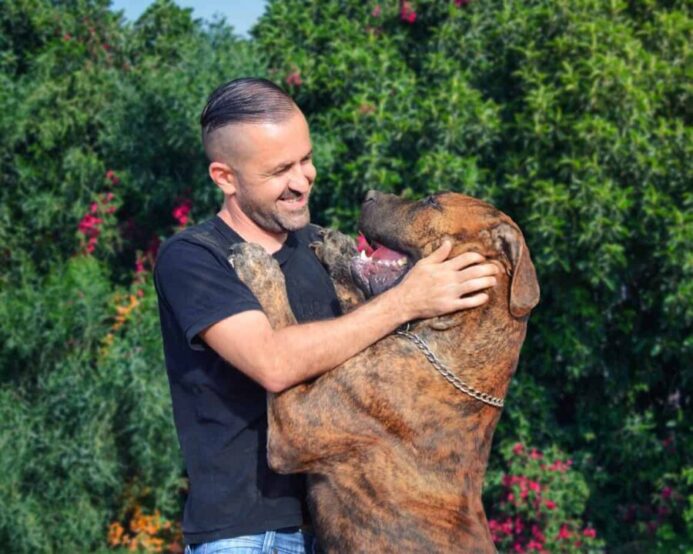 Man plays with Elite Boerboel.