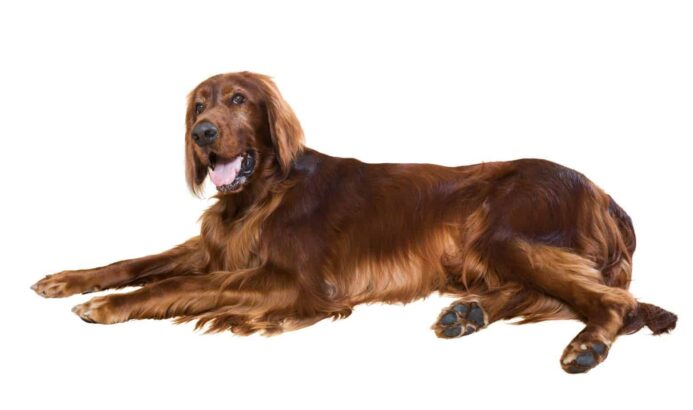 Irish Setter pictured on a white background.