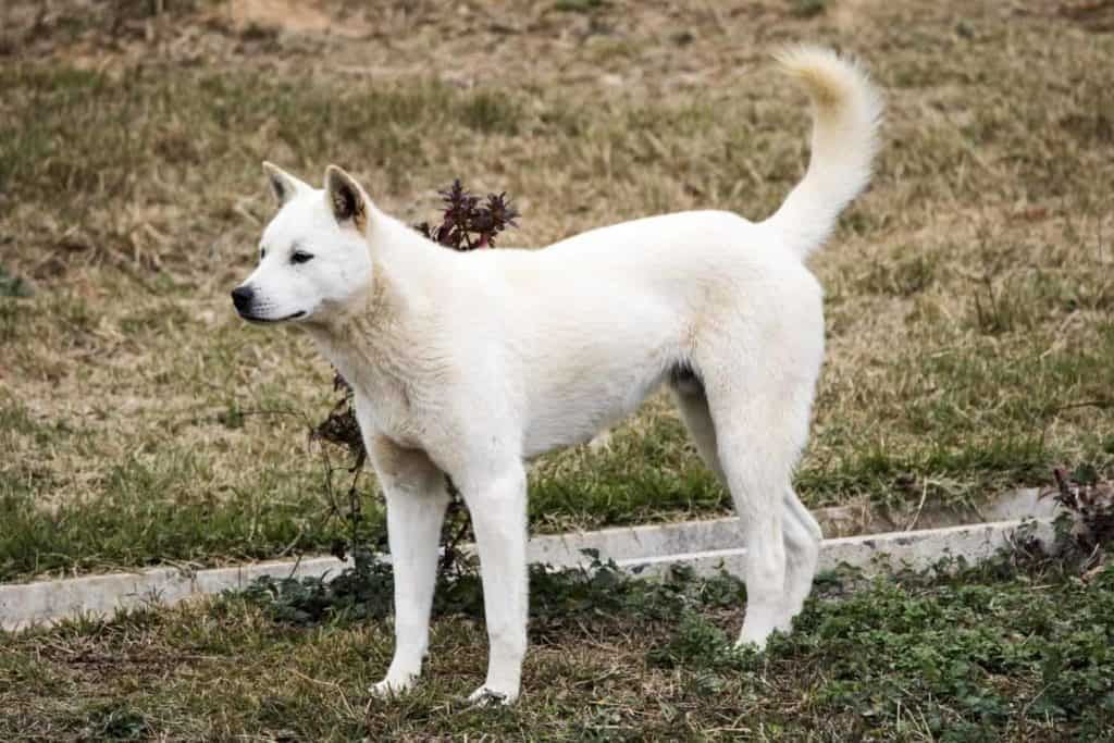 Korean Jindo dog breed