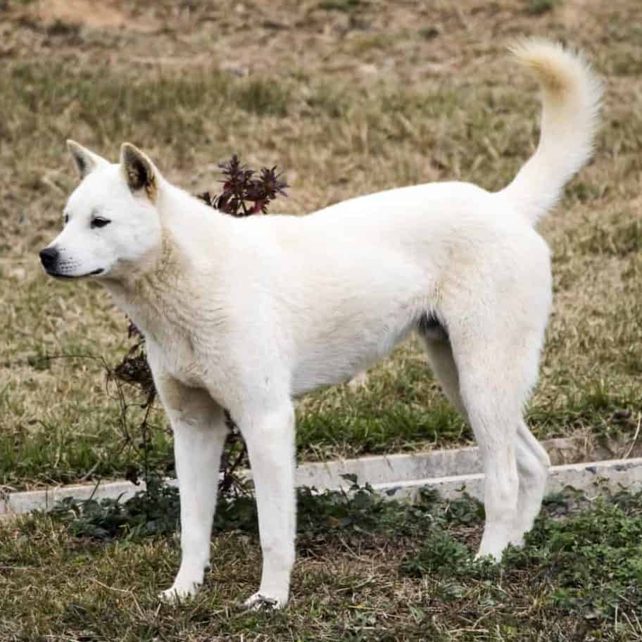 Корейская собака Джиндо сидит на белом фоне