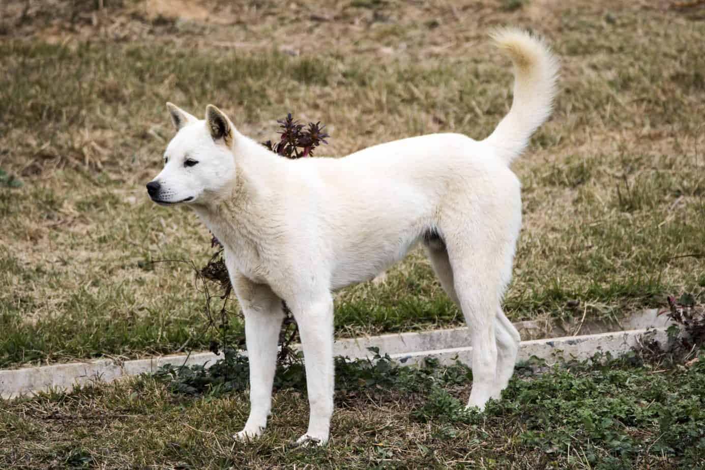 Jindo: Loyal, strong-willed and stubborn dogs that protect their territory