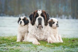 Saint Bernard poses with two puppies. The Saint Bernard is an intelligent, gentle giant. The breed's patience and protectiveness make them great with children.